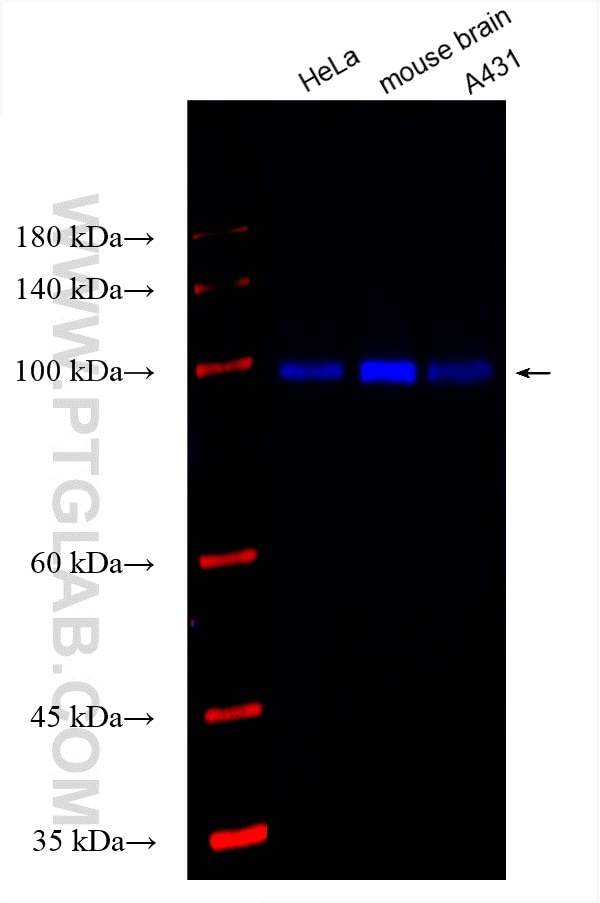 Western Blot (WB) analysis of various lysates using CoraLite® Plus 750-conjugated c-Cbl Monoclonal ant (CL750-66576)