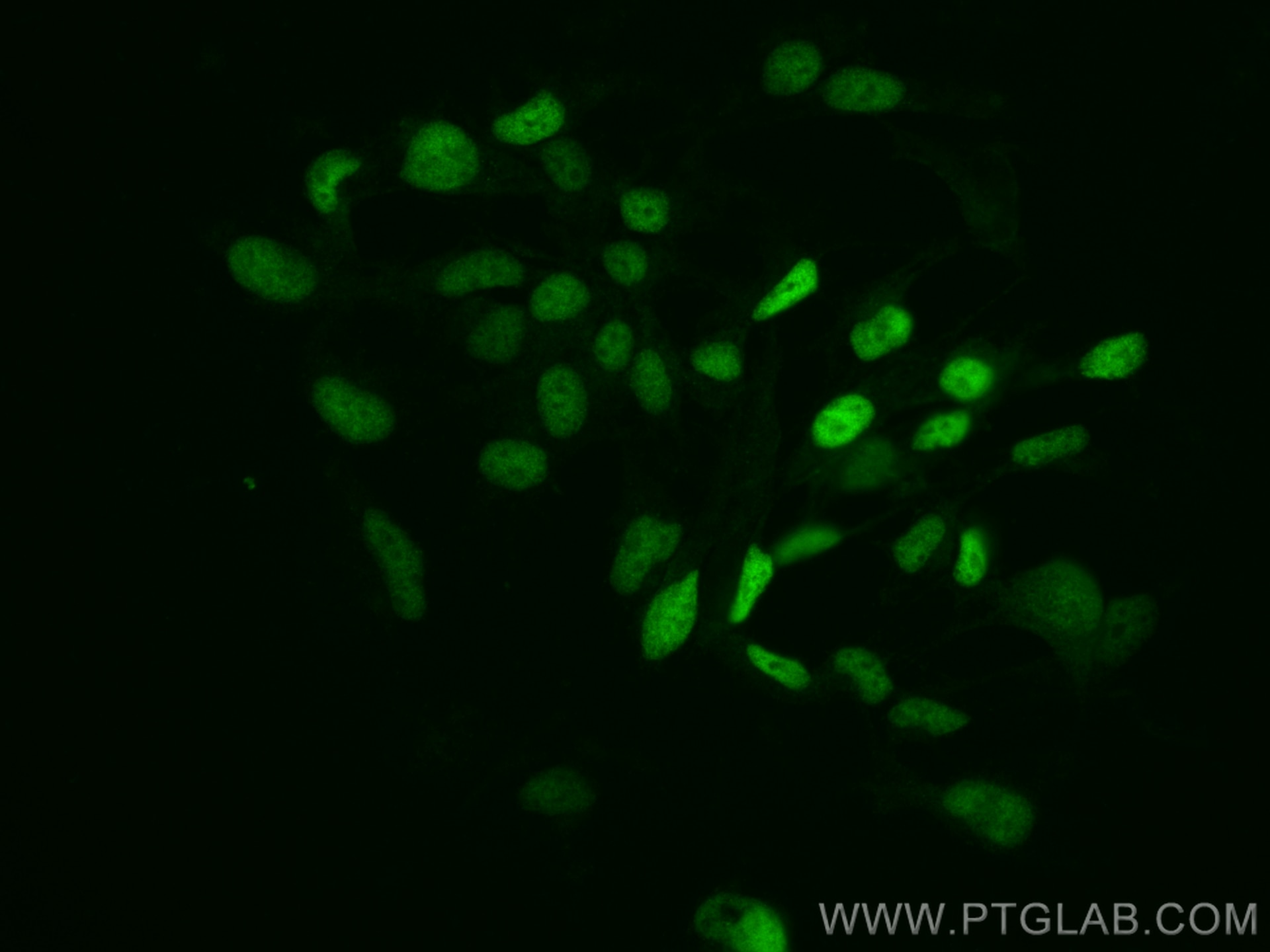 Immunofluorescence (IF) / fluorescent staining of HEK-293 cells using CoraLite® Plus 488-conjugated c-MYC Polyclonal ant (CL488-10828)