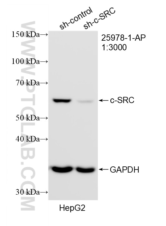 WB analysis of HepG2 using 25978-1-AP Western Blot (WB) analysis of HepG2 cells using c-SRC Polyclonal antibody (25978-1-AP)