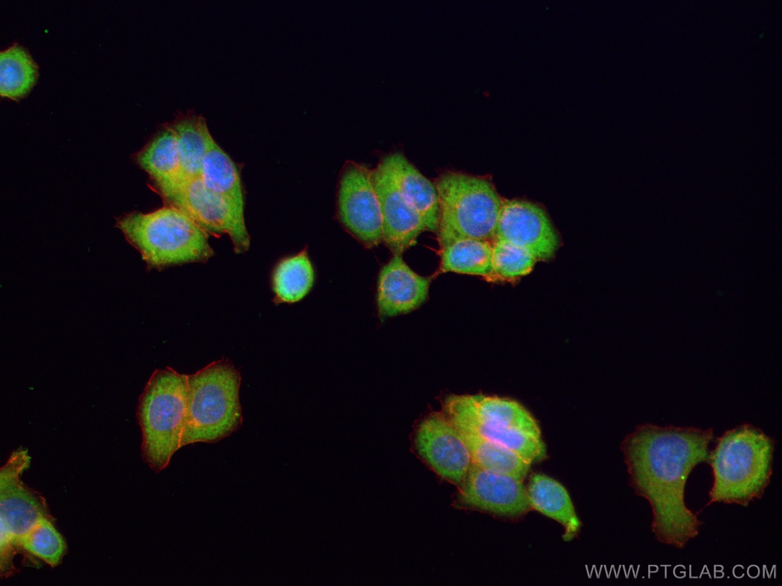 Immunofluorescence (IF) / fluorescent staining of MCF-7 cells using c-SRC Monoclonal antibody (60315-1-Ig)