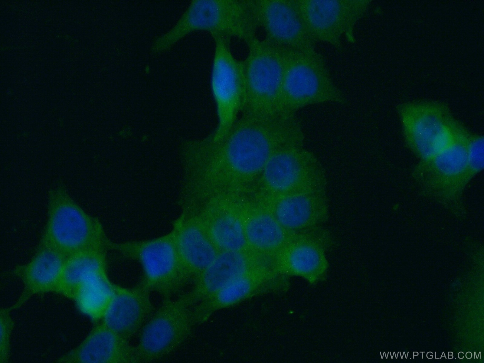 Immunofluorescence (IF) / fluorescent staining of MCF-7 cells using c-SRC Monoclonal antibody (60315-1-Ig)