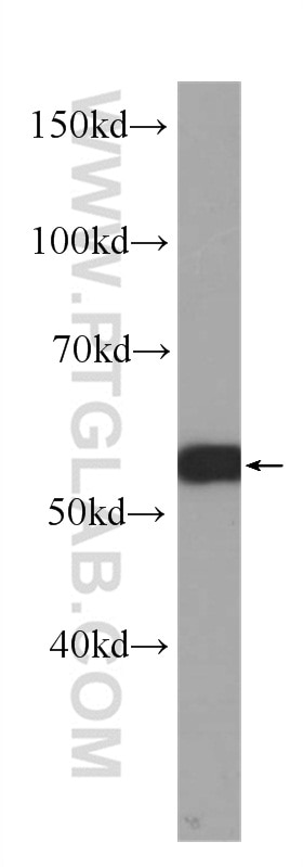 Western Blot (WB) analysis of CHO cells using c-SRC Monoclonal antibody (60315-1-Ig)
