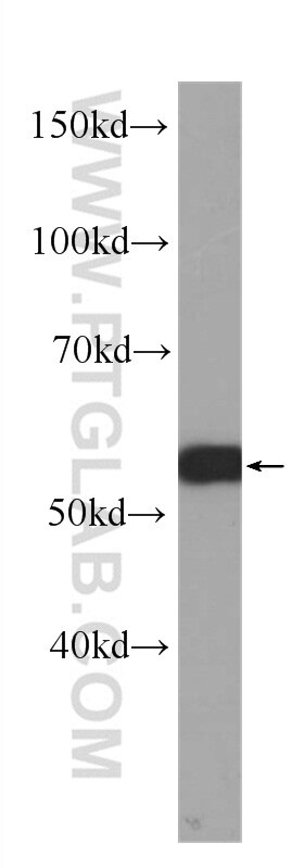 Western Blot (WB) analysis of CHO cells using c-SRC Monoclonal antibody (60315-1-Ig)