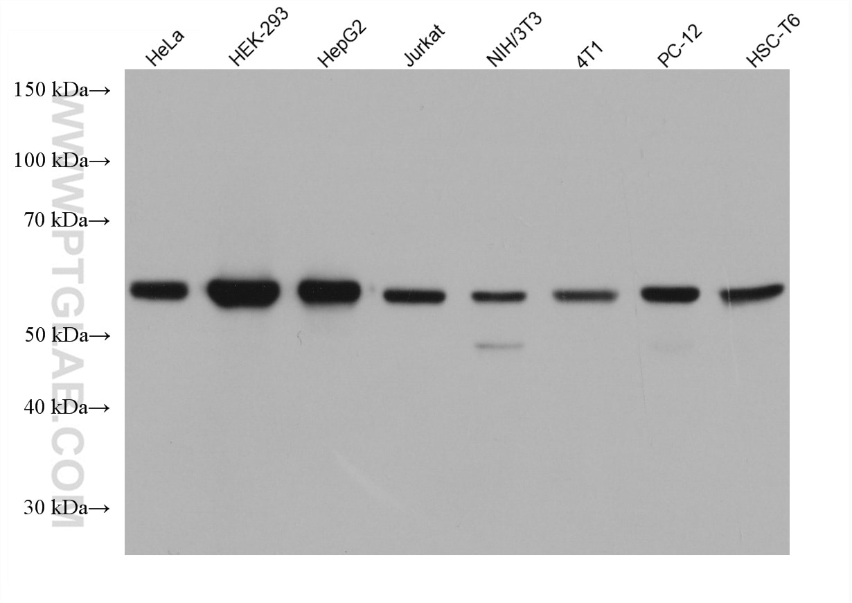 Western Blot (WB) analysis of various lysates using c-SRC Monoclonal antibody (60315-1-Ig)