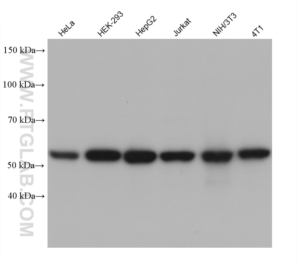 Western Blot (WB) analysis of various lysates using c-SRC Monoclonal antibody (60315-1-Ig)