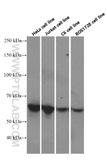 c-SRC Monoclonal antibody