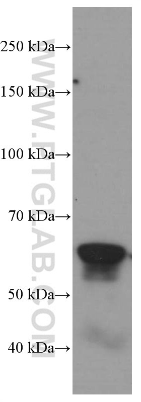 Western Blot (WB) analysis of RAW 264.7 cells using c-SRC Monoclonal antibody (60315-1-Ig)