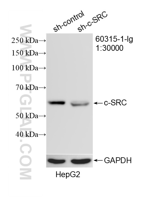 Western Blot (WB) analysis of HepG2 cells using c-SRC Monoclonal antibody (60315-1-Ig)