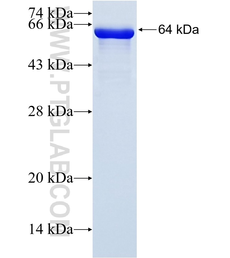 c-SRC fusion protein Ag22306 SDS-PAGE