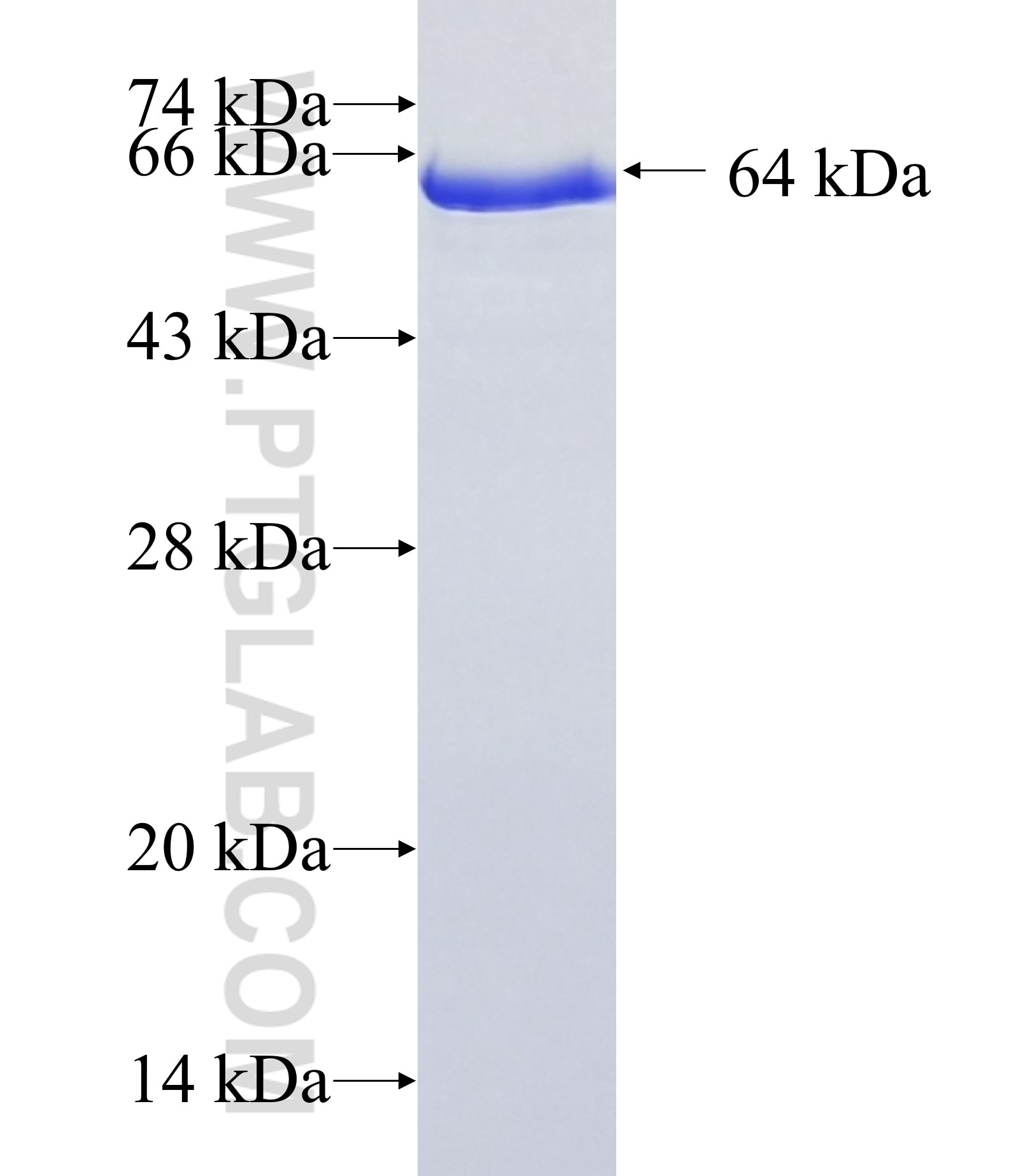 c-SRC fusion protein Ag22306 SDS-PAGE