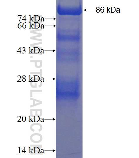 c-SRC fusion protein Ag22415 SDS-PAGE