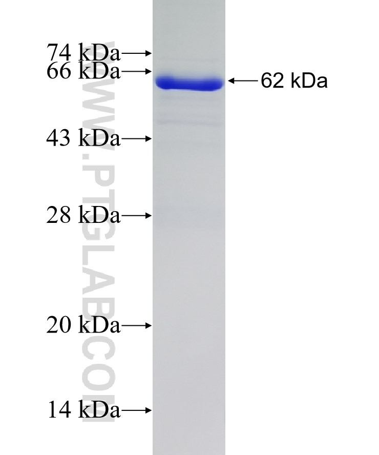 c-SRC fusion protein Ag1575 SDS-PAGE