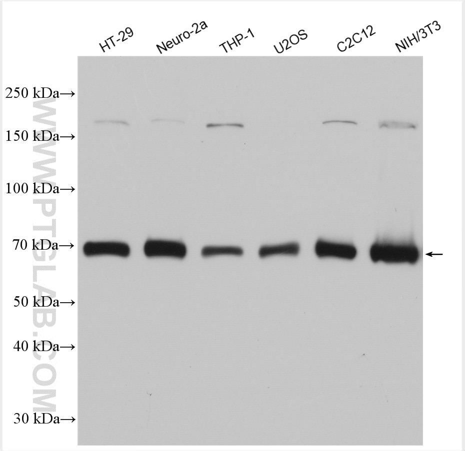 Western Blot (WB) analysis of various lysates using cGAS Polyclonal antibody (29958-1-AP)