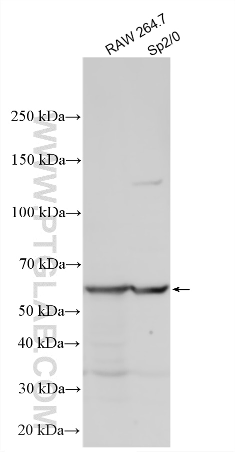 Western Blot (WB) analysis of various lysates using cGAS Polyclonal antibody (29958-1-AP)