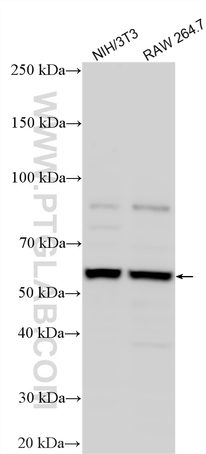 Western Blot (WB) analysis of various lysates using cGAS Polyclonal antibody (29958-1-AP)
