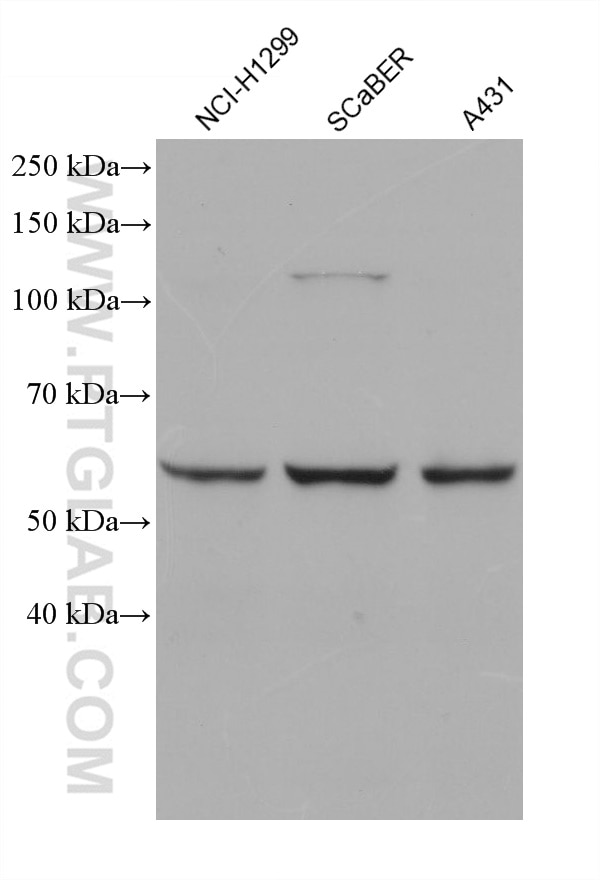 Western Blot (WB) analysis of various lysates using cGAS Monoclonal antibody (68640-1-Ig)