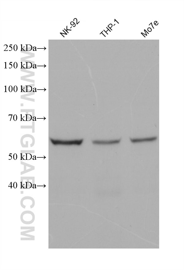 Western Blot (WB) analysis of various lysates using cGAS Monoclonal antibody (68640-1-Ig)