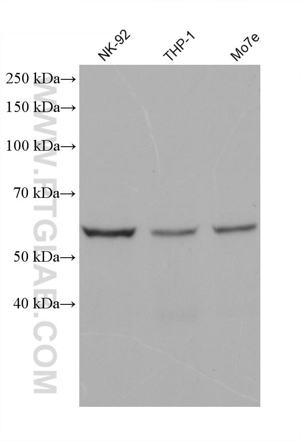 WB analysis using 68640-1-Ig