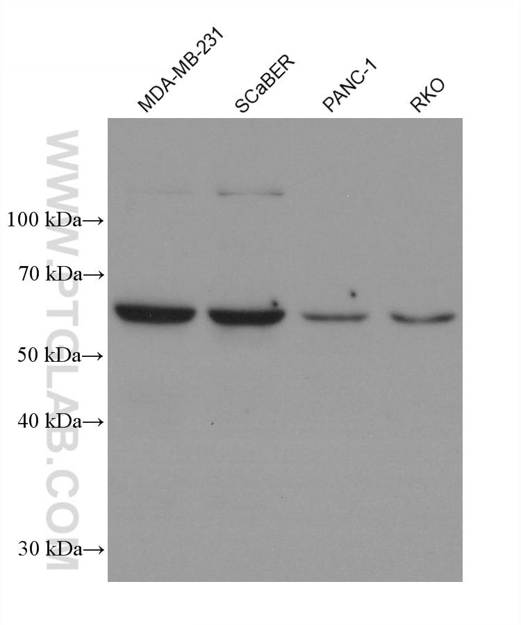 Western Blot (WB) analysis of various lysates using cGAS Monoclonal antibody (68640-1-Ig)