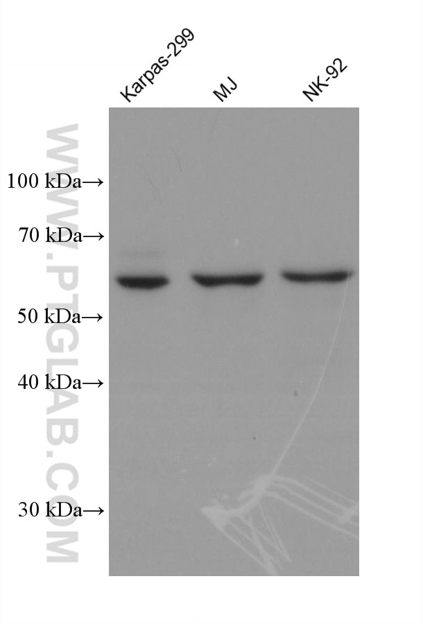 Western Blot (WB) analysis of various lysates using cGAS Monoclonal antibody (68640-1-Ig)