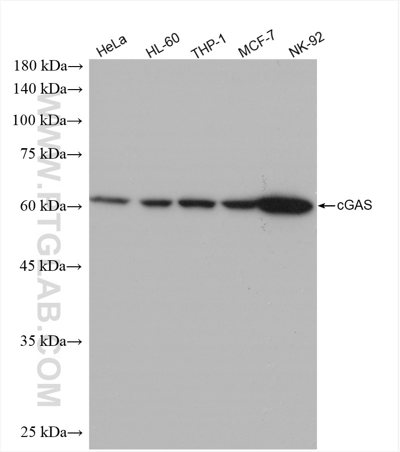Western Blot (WB) analysis of various lysates using cGAS Recombinant antibody (82869-1-RR)