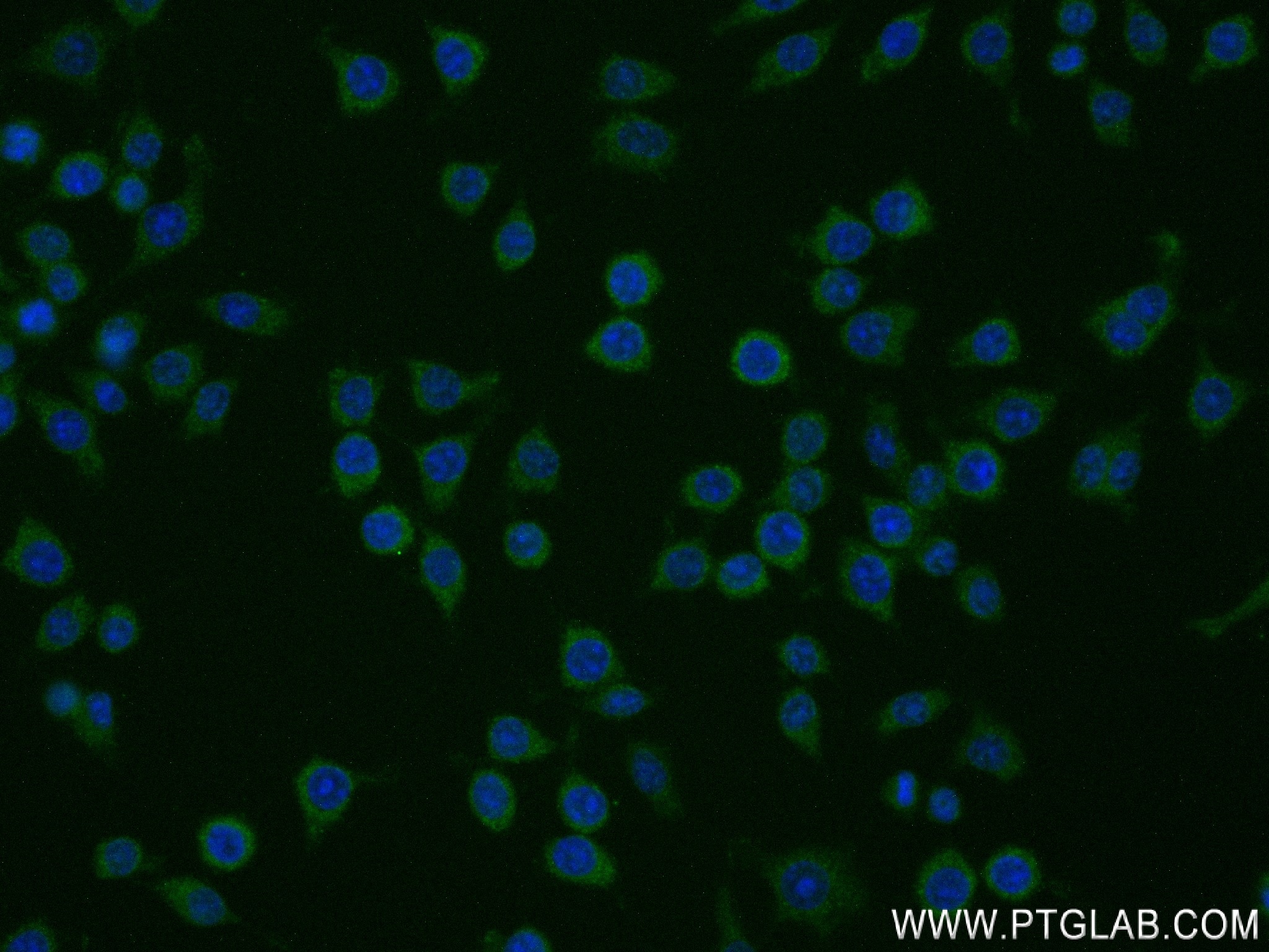 Immunofluorescence (IF) / fluorescent staining of RAW 264.7 cells using cGAS Recombinant antibody (84045-1-RR)