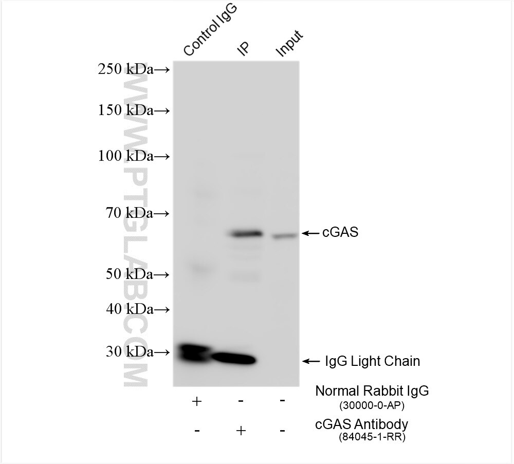 Immunoprecipitation (IP) experiment of NIH/3T3 cells using cGAS Recombinant antibody (84045-1-RR)