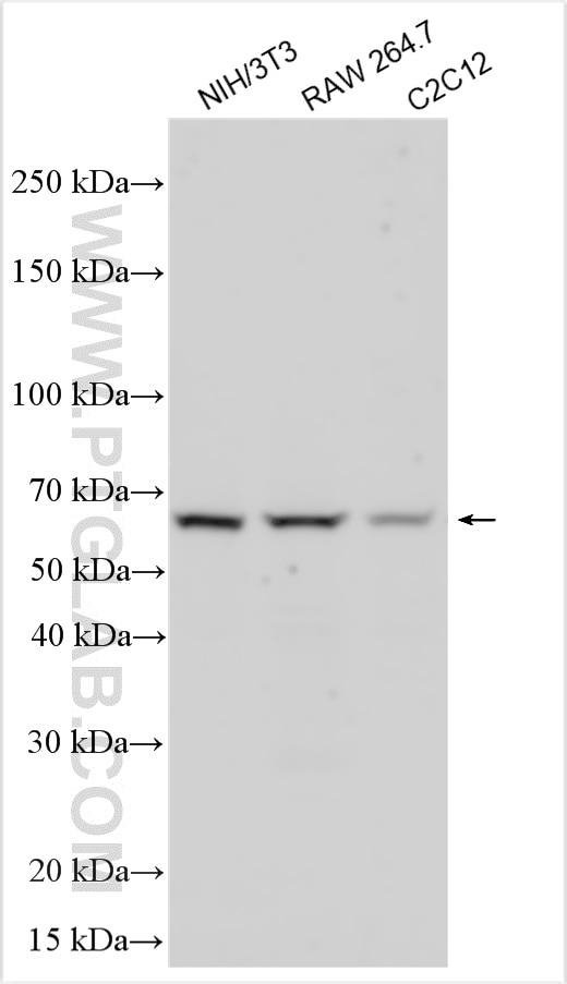 Western Blot (WB) analysis of various lysates using cGAS Recombinant antibody (84045-1-RR)