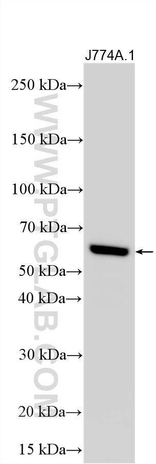 Western Blot (WB) analysis of various lysates using cGAS Recombinant monoclonal antibody (84045-1-RR)