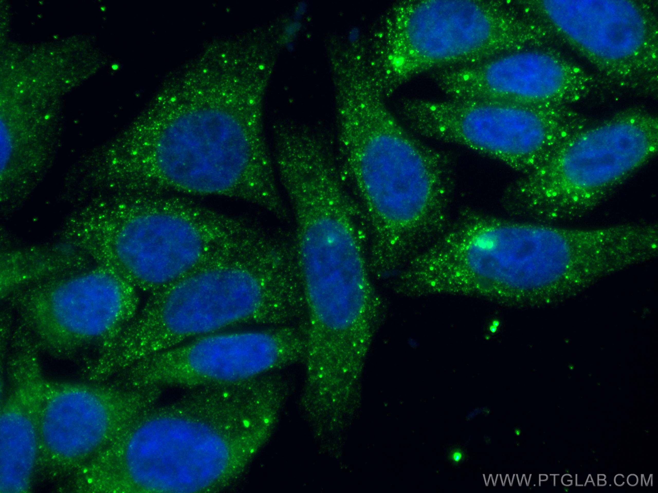 Immunofluorescence (IF) / fluorescent staining of HepG2 cells using CoraLite® Plus 488-conjugated cIAP1 Monoclonal ant (CL488-66626)