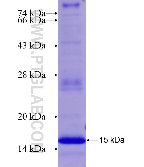 cIAP1 fusion protein Ag21398 SDS-PAGE