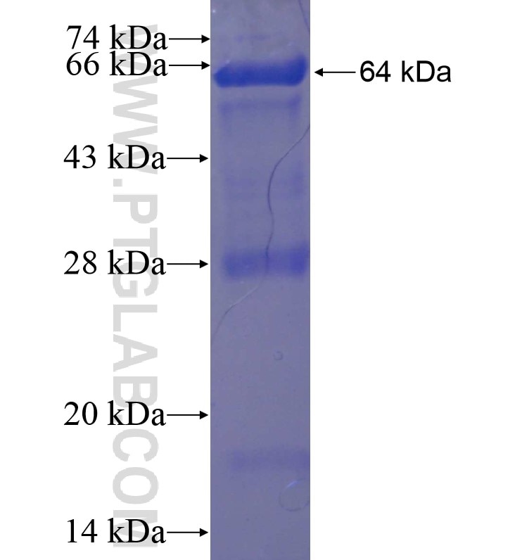cIAP1 fusion protein Ag15203 SDS-PAGE