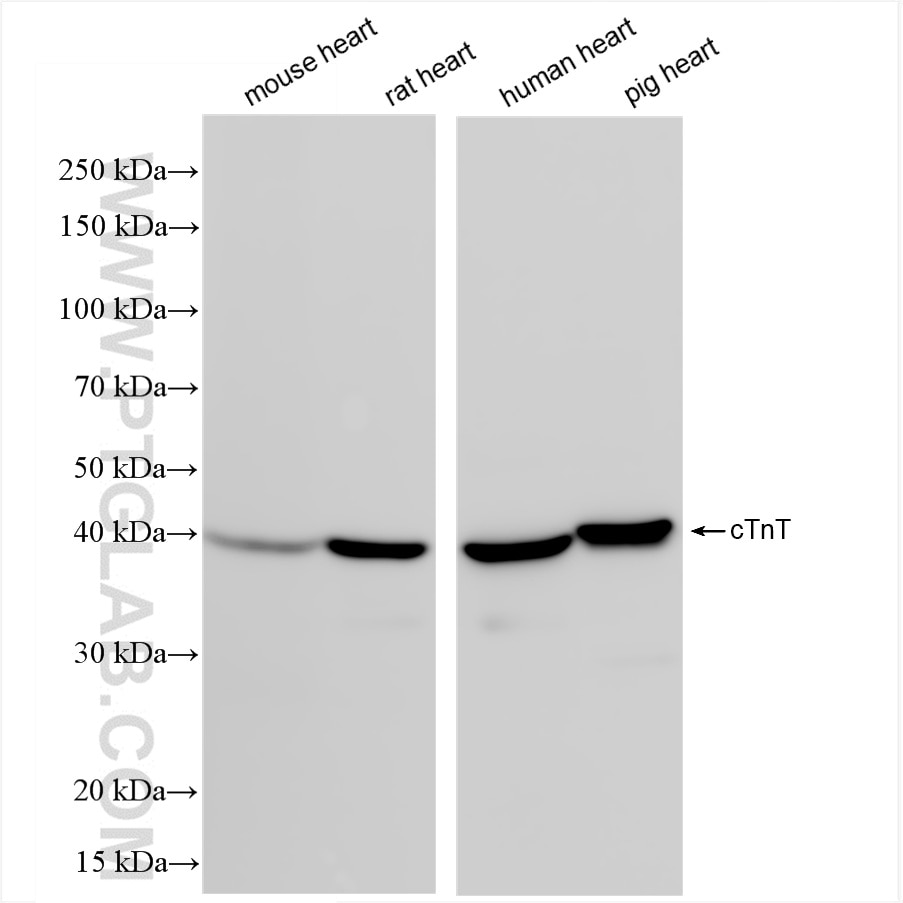 Western Blot (WB) analysis of various lysates using cTnT Recombinant antibody (81638-3-RR)