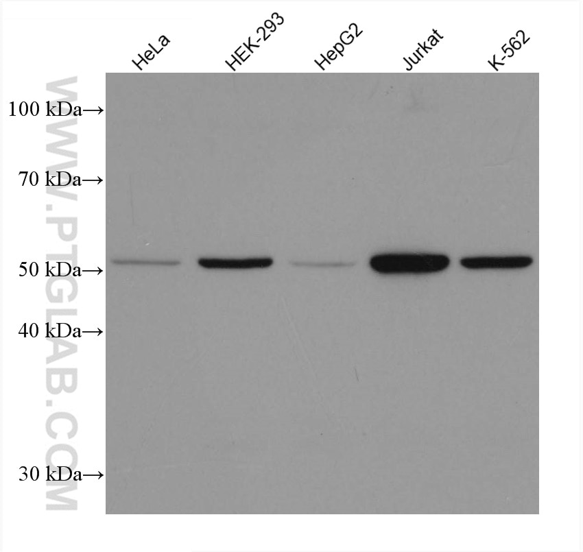 Western Blot (WB) analysis of various lysates using calreticulin Recombinant antibody (80017-1-RR)