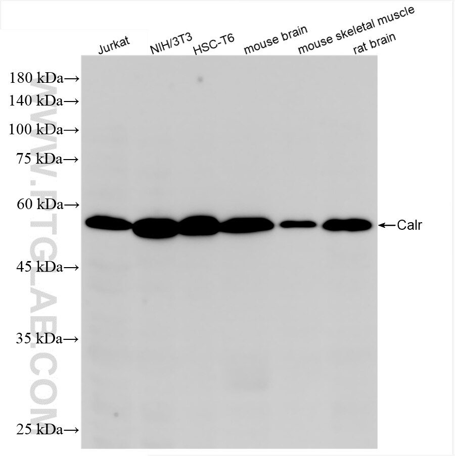 Western Blot (WB) analysis of various lysates using calreticulin Recombinant antibody (85593-6-RR)