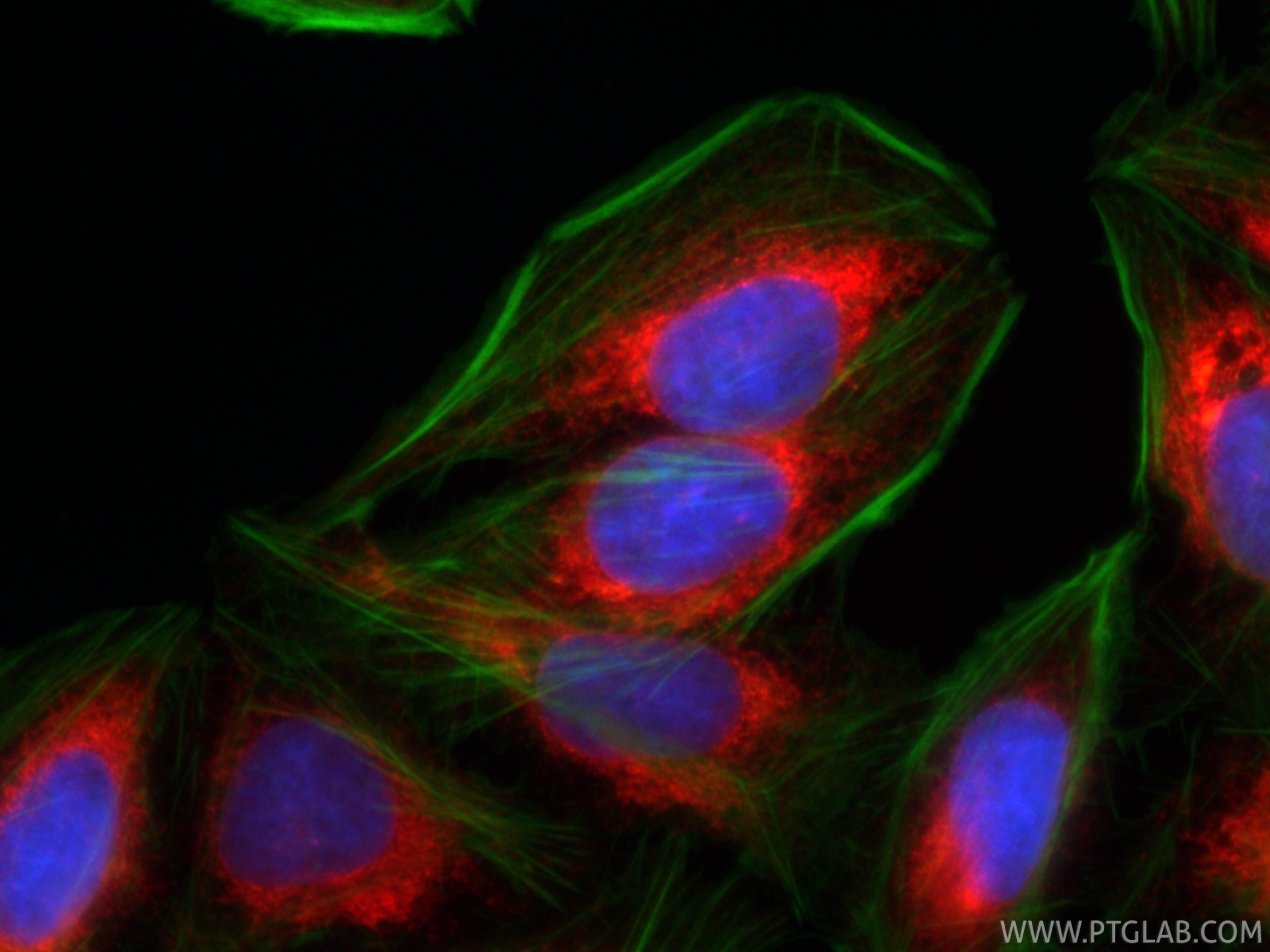 Immunofluorescence (IF) / fluorescent staining of U2OS cells using CoraLite®594-conjugated calreticulin Recombinant m (CL594-85593-6)