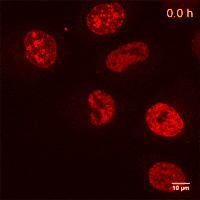 Live cell imaging of HeLa cells: Live cell imaging of HeLa cells stable expressing Cell Cycle-Chromobody (TagRFP). Images from a time series of 22 hours are shown.