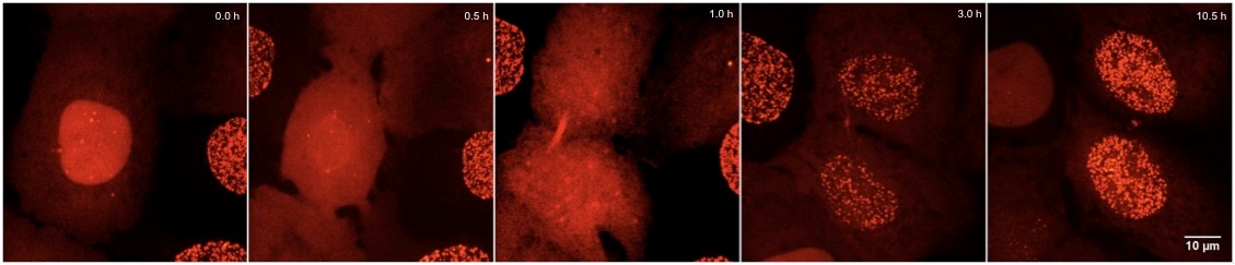 Time lapse video: Live cell imaging of the stable cell line HeLa-Cell Cycle Chromobody TagRFP expressing Cell Cycle-Chromobody.