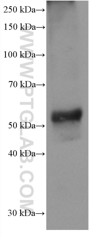 Western Blot (WB) analysis of mouse pancreas tissue using Chromogranin A Monoclonal antibody (60135-2-Ig)