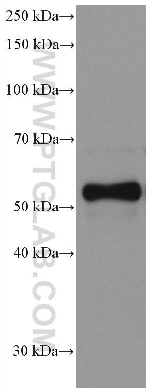 Western Blot (WB) analysis of pig adrenal gland tissue using Chromogranin A Monoclonal antibody (60135-2-Ig)