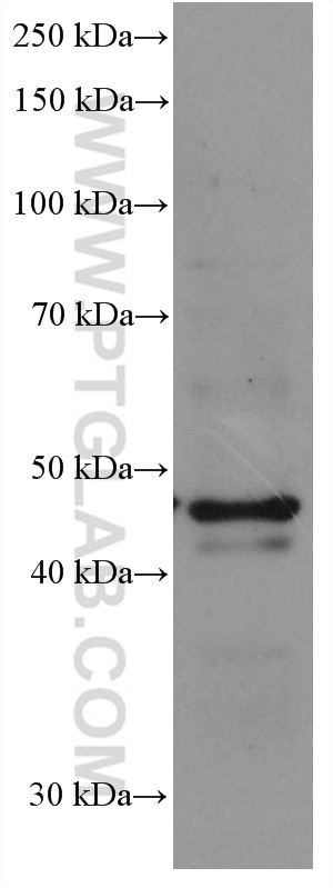 Western Blot (WB) analysis of Neuro-2a cells using Chromogranin A Monoclonal antibody (60135-2-Ig)