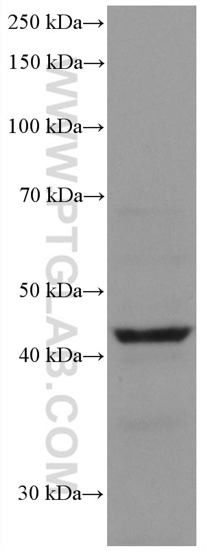 Western Blot (WB) analysis of PC-12 cells using Chromogranin A Monoclonal antibody (60135-2-Ig)