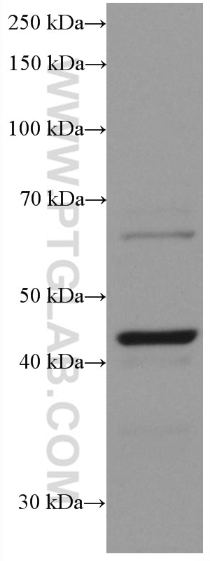 Western Blot (WB) analysis of SH-SY5Y cells using Chromogranin A Monoclonal antibody (60135-2-Ig)