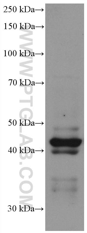 Western Blot (WB) analysis of BxPC-3 cells using Chromogranin A Monoclonal antibody (60135-2-Ig)