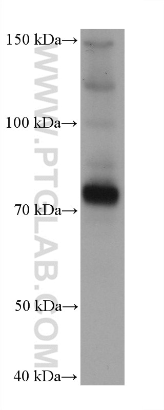 Western Blot (WB) analysis of SH-SY5Y cells using Chromogranin A Monoclonal antibody (60135-2-Ig)