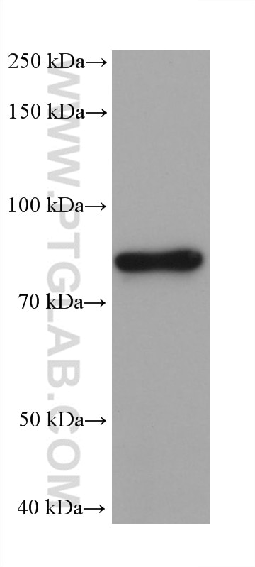 Western Blot (WB) analysis of rat adrenal gland tissue using Chromogranin A Monoclonal antibody (60135-2-Ig)