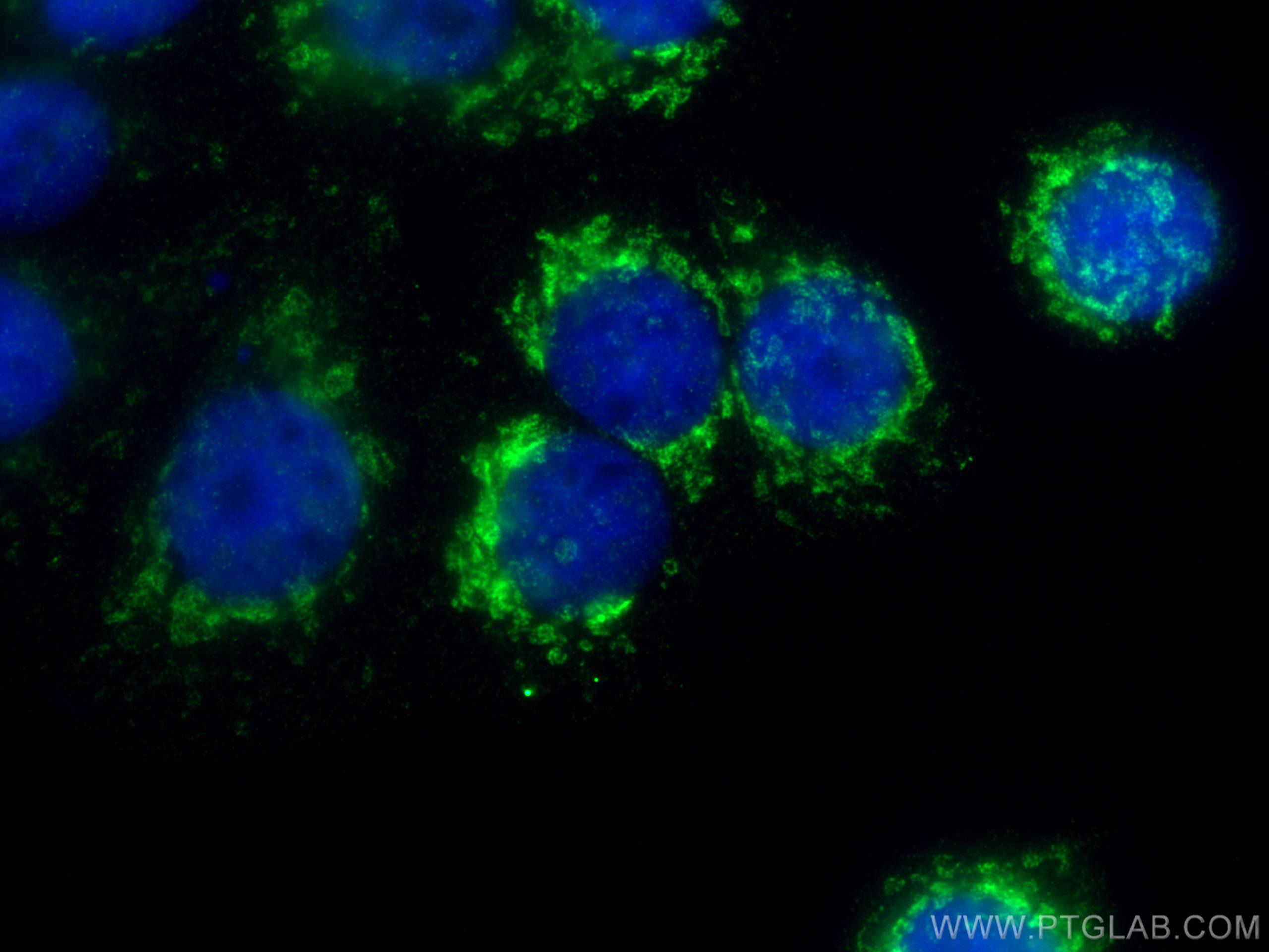 Immunofluorescence (IF) / fluorescent staining of MCF-7 cells using citrate synthase Monoclonal antibody (67784-1-Ig)