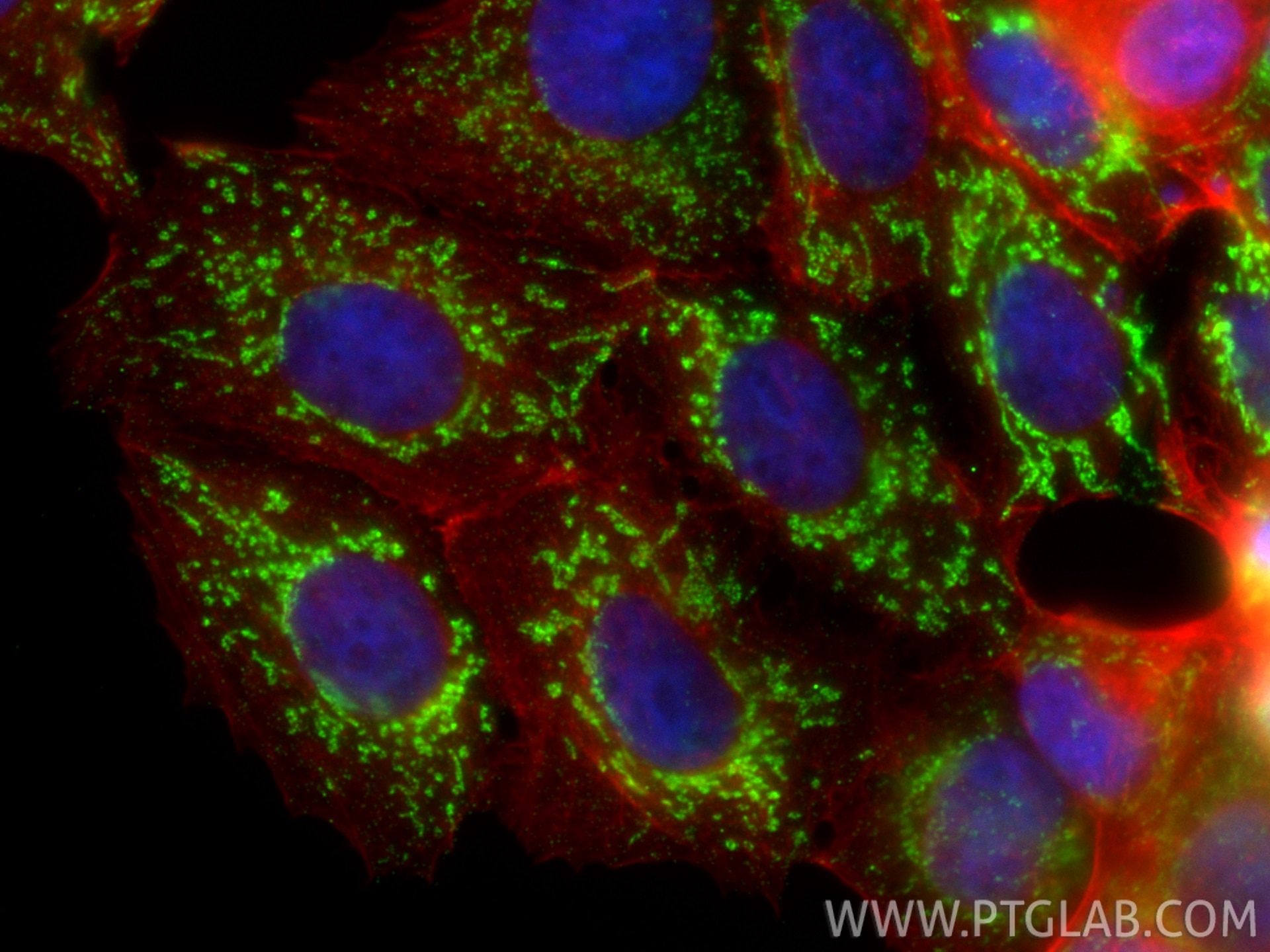 Immunofluorescence (IF) / fluorescent staining of MCF-7 cells using citrate synthase Monoclonal antibody (67784-1-Ig)