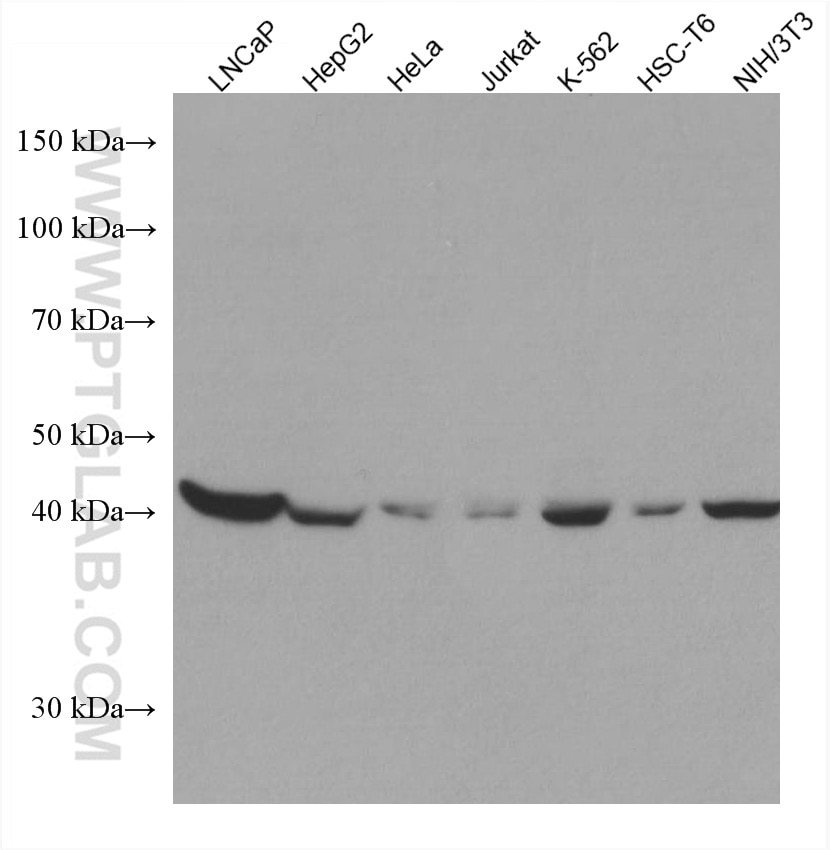 Western Blot (WB) analysis of various lysates using citrate synthase Monoclonal antibody (67784-1-Ig)