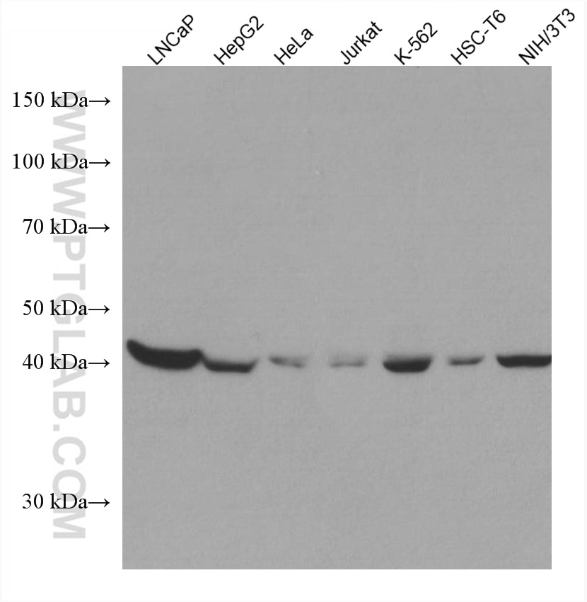 WB analysis using 67784-1-Ig